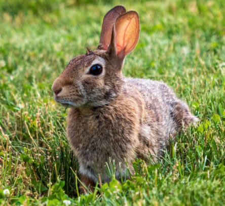 Italian Rabbit
