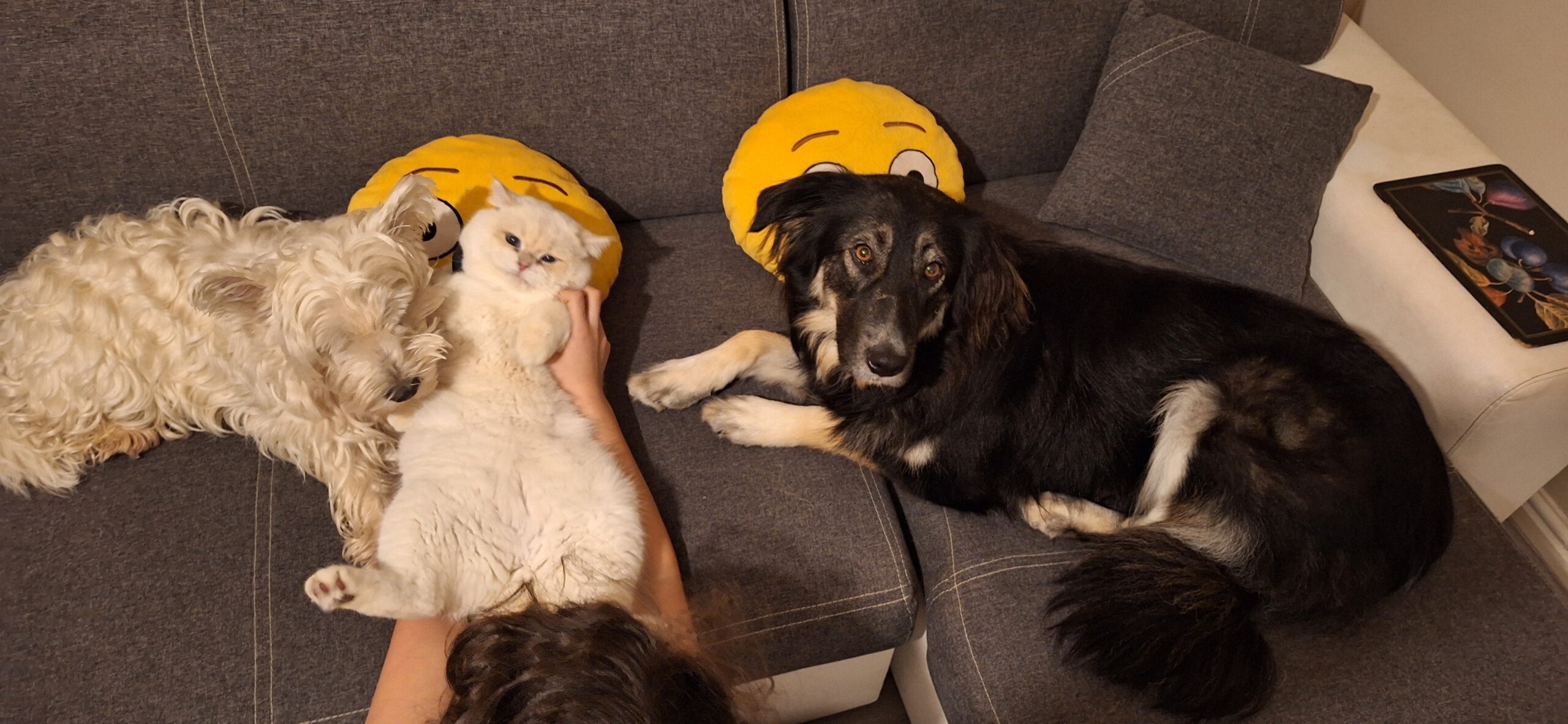 Annual Pet Health Checks: The Secret to a Long, Happy Life for Your UK Companion