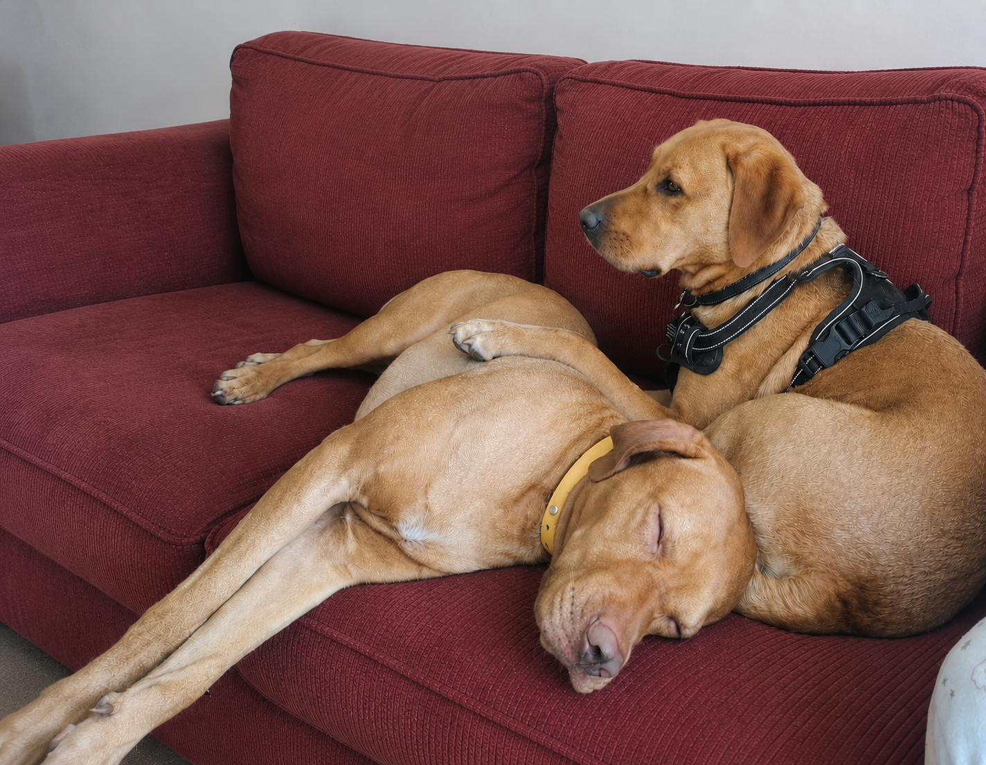 Decoding Your Pet’s Health: When to Seek Expert Vet Care in the UK